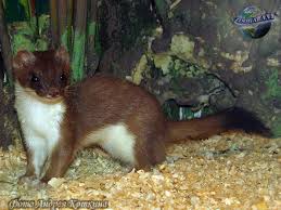 Attēlu rezultāti vaicājumam “Mustela erminea adult”