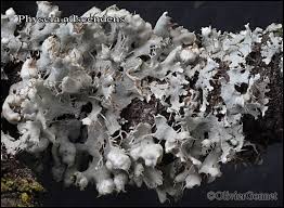 Attēlu rezultāti vaicājumam “Physcia adscendens”