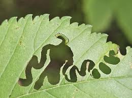 Attēlu rezultāti vaicājumam “Lycogala asperum”