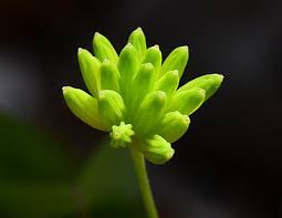 Attēlu rezultāti vaicājumam “Isopyrum thalictroides fruit”