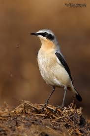 Attēlu rezultāti vaicājumam “Oenanthe oenanthe male”