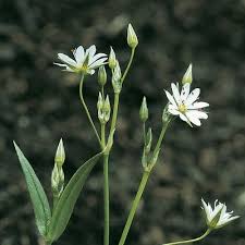 Attēlu rezultāti vaicājumam “Stellaria graminea”