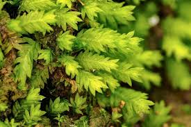 Attēlu rezultāti vaicājumam “Fissidens bryoides sporophyte”