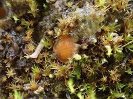 Attēlu rezultāti vaicājumam “Lamprospora tortulae-ruralis”