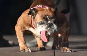 Image result for ugliest dog