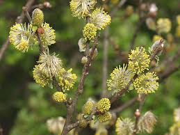 Attēlu rezultāti vaicājumam “Salix aurita flower”