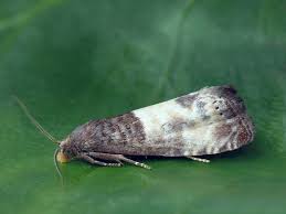 Attēlu rezultāti vaicājumam “Notocelia cynosbatella”