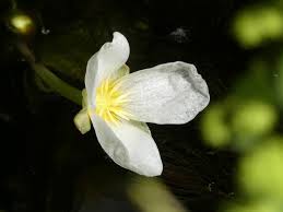 Attēlu rezultāti vaicājumam “Stratiotes aloides flower”