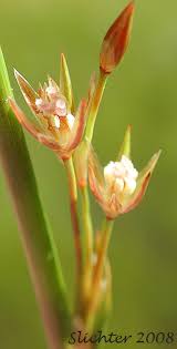 Attēlu rezultāti vaicājumam “Juncus filiformis”