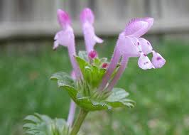 Attēlu rezultāti vaicājumam “Lamium amplexicaule flower”