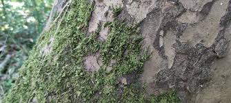 Attēlu rezultāti vaicājumam “Frullania dilatata”