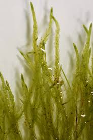 Attēlu rezultāti vaicājumam “Straminergon stramineum”