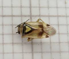 Attēlu rezultāti vaicājumam “Orthops basalis”