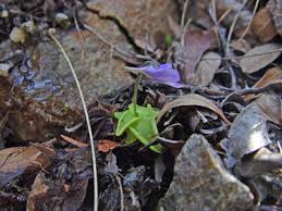Attēlu rezultāti vaicājumam “Pinguicula vulgaris”