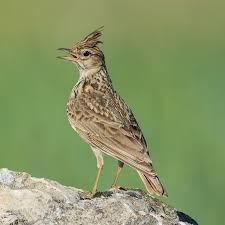 Attēlu rezultāti vaicājumam “Alauda arvensis adult”