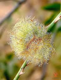 Attēlu rezultāti vaicājumam “Trachyspora intrusa”