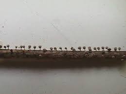 Attēlu rezultāti vaicājumam “Craterium leucocephalum spores”