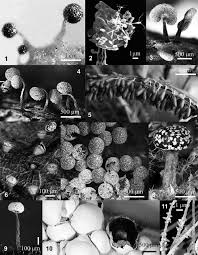 Attēlu rezultāti vaicājumam “Physaraceae”