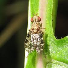 Attēlu rezultāti vaicājumam “Trypetoptera punctulata”