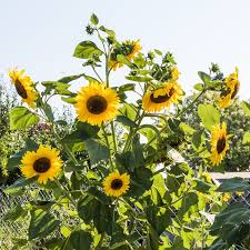 Image result for Sonnenblume