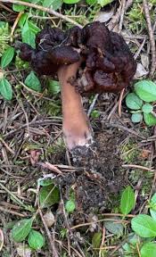 Attēlu rezultāti vaicājumam “Gyromitra esculenta”