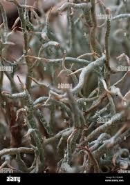 Attēlu rezultāti vaicājumam “Cladonia ciliata”