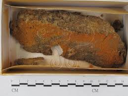 Attēlu rezultāti vaicājumam “Trichia scabra”