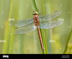 Attēlu rezultāti vaicājumam “Aeshna isoceles”