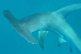 Image result for Sphyrna mokarran