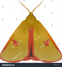 Attēlu rezultāti vaicājumam “Diacrisia sannio female”