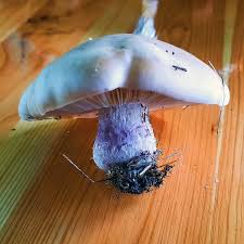 Attēlu rezultāti vaicājumam “Lepista sp.”