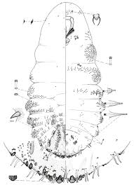 Attēlu rezultāti vaicājumam “Lepidosaphes ulmi imago”