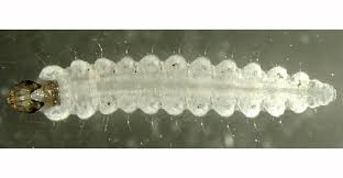 Attēlu rezultāti vaicājumam “Lyonetiidae”