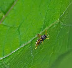 Attēlu rezultāti vaicājumam “Tenthredo scrophulariae larva”