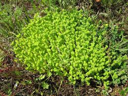 Attēlu rezultāti vaicājumam “Sedum acre”