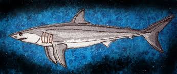 Image result for Isurus oxyrinchus