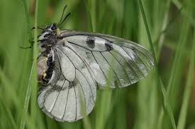 Attēlu rezultāti vaicājumam “Parnassius mnemosyne underside”
