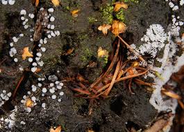 Attēlu rezultāti vaicājumam “Metatrichia floriformis stalked”