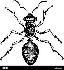 Attēlu rezultāti vaicājumam “Formicidae”