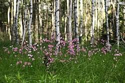 Attēlu rezultāti vaicājumam “Lychnis flos-cuculi fruit”