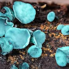 Attēlu rezultāti vaicājumam “Chlorociboria aeruginascens”