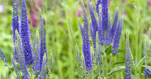Attēlu rezultāti vaicājumam “Veronica longifolia”