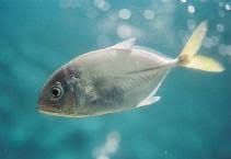 Image result for Caranx latus