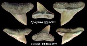 Image result for Sphyrna zygaena