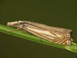 Attēlu rezultāti vaicājumam “Crambus lathoniellus”
