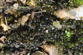 Attēlu rezultāti vaicājumam “Nostoc commune”