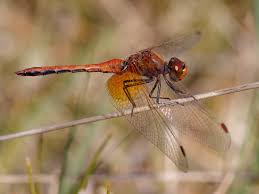 Attēlu rezultāti vaicājumam “Sympetrum flaveolum”
