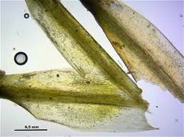 Attēlu rezultāti vaicājumam “Polytrichum strictum”