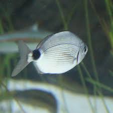 Image result for Diplodus kotschyi