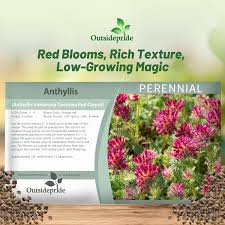 Image result for Anthyllis vulneraria rubra